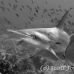 shark_hammerhead_scalloped_dar_h_0201_ecu0984.jpg
